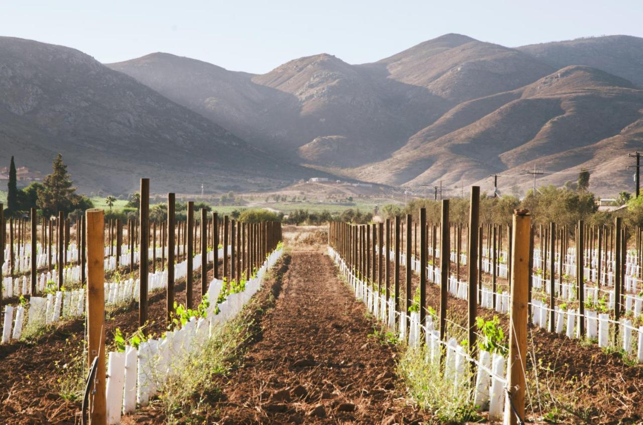 Alma Liebre Vinedos Del Valle Valle de Guadalupe Eksteriør bilde